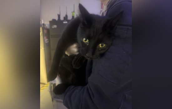 Kirkwood Community Rallies to Find Owner of Lost Microchipped Cat