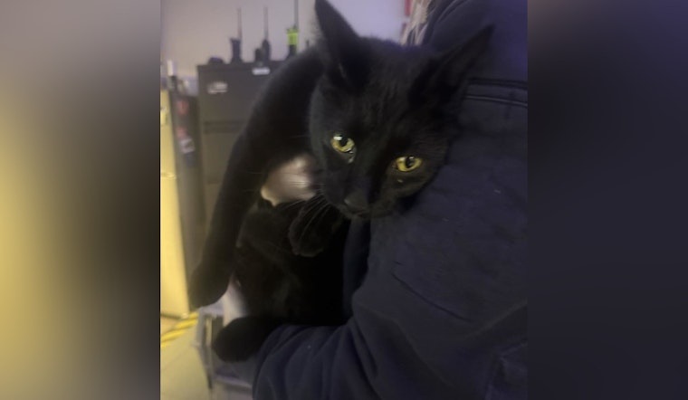 Kirkwood Community Rallies to Find Owner of Lost Microchipped Cat