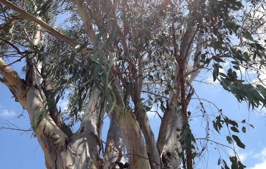 La Jolla Family Sues San Diego After Falling Eucalyptus Branch Kills 4-Year-Old in Park Tragedy
