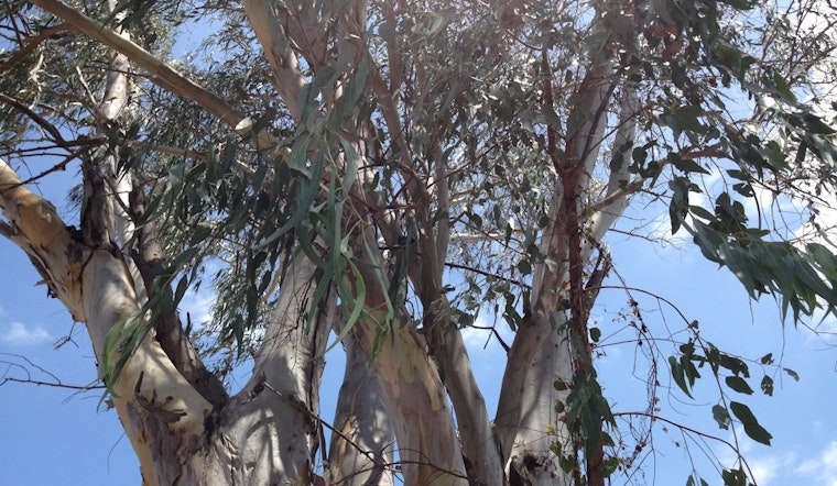La Jolla Family Sues San Diego After Falling Eucalyptus Branch Kills 4-Year-Old in Park Tragedy