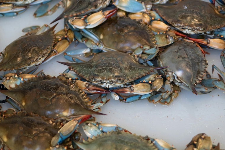 Lafitte Fisherman Charged With Crabbing Violations and Falsifying Records in Jefferson Parish