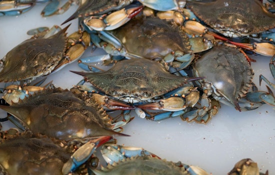 Lafitte Fisherman Charged With Crabbing Violations and Falsifying Records in Jefferson Parish