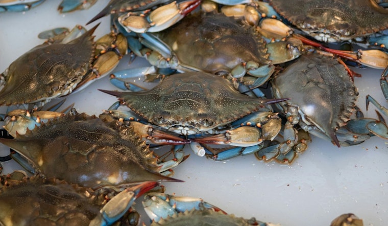 Lafitte Fisherman Charged With Crabbing Violations and Falsifying Records in Jefferson Parish