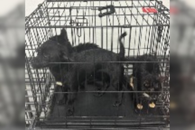 Lake Havasu City Police Seek Public Help in Animal Cruelty Case on McCulloch Boulevard