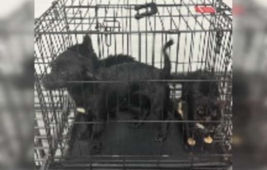 Lake Havasu City Police Seek Public Help in Animal Cruelty Case on McCulloch Boulevard