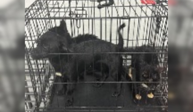 Lake Havasu City Police Seek Public Help in Animal Cruelty Case on McCulloch Boulevard