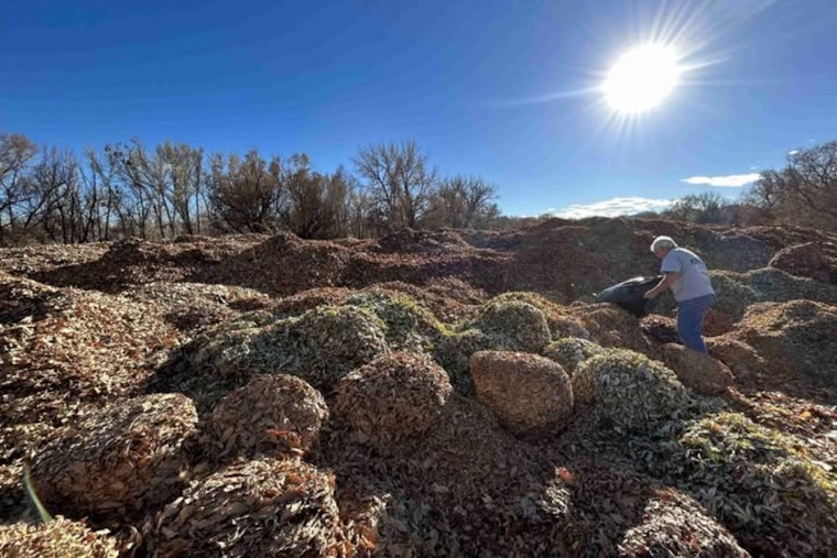Lakewood, Colorado Encourages Residents to Recycle Autumn Leaves at City Greenhouse