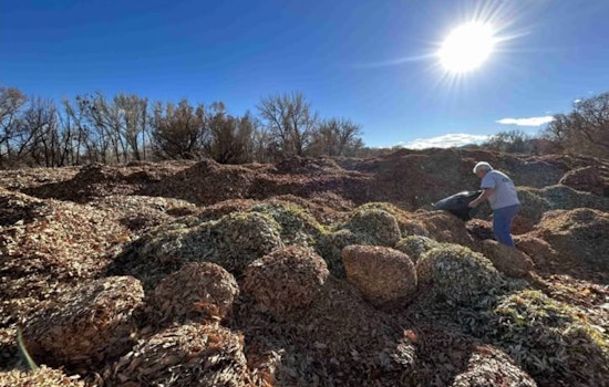 Lakewood, Colorado Encourages Residents to Recycle Autumn Leaves at City Greenhouse