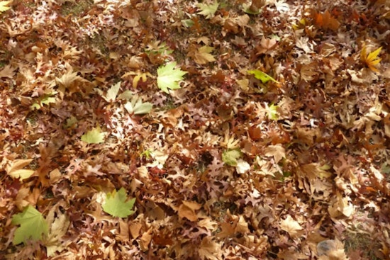 “Leave the Leaves” and Health Programs Featured on Radio América