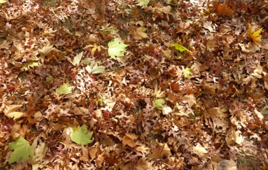 “Leave the Leaves” and Health Programs Featured on Radio América