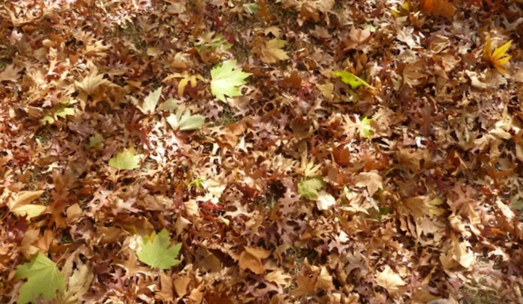 “Leave the Leaves” and Health Programs Featured on Radio América