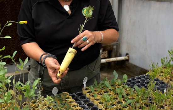 Locked-Up Green Thumbs Help Restore Las Vegas Desert