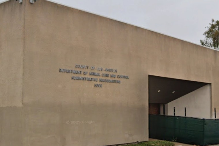 Los Angeles County Animal Shelter Prevails Over Canine Distemper Outbreak in Lancaster