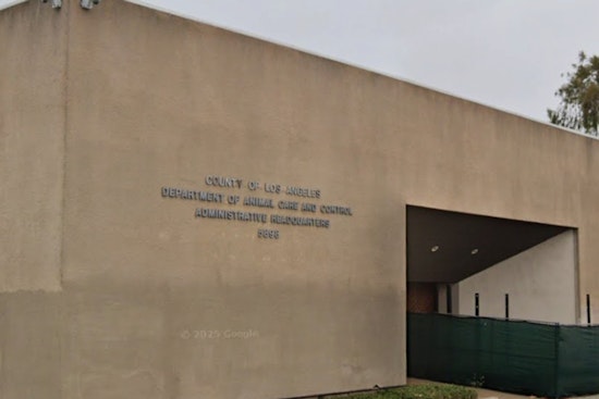 Los Angeles County Animal Shelter Prevails Over Canine Distemper Outbreak in Lancaster