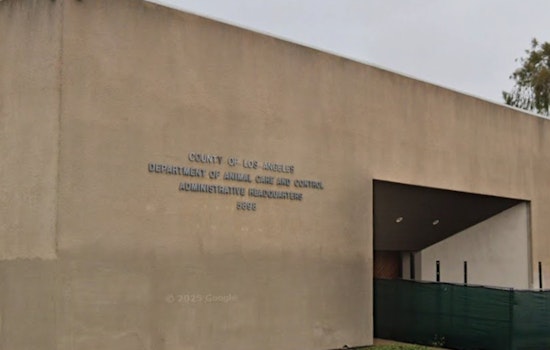 Los Angeles County Animal Shelter Prevails Over Canine Distemper Outbreak in Lancaster