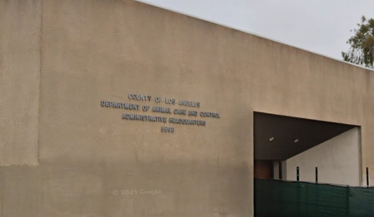 Los Angeles County Animal Shelter Prevails Over Canine Distemper Outbreak in Lancaster