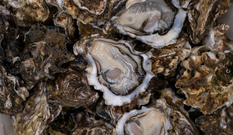 Louisiana Fishermen Facing State and Federal Scrutiny Over Oyster Harvesting Compliance