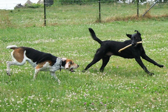 Man Flashes Gun and Threatens to Shoot Dog on Camera at Vegas Dog Park