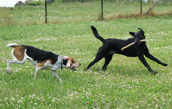 Man Flashes Gun and Threatens to Shoot Dog on Camera at Vegas Dog Park