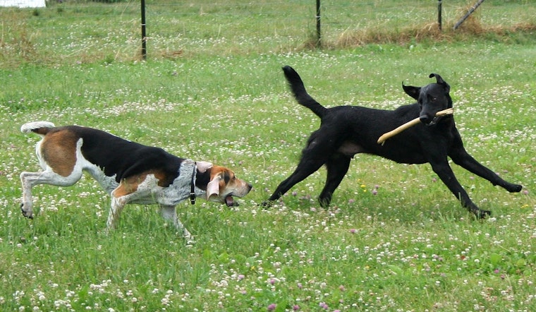 Man Flashes Gun and Threatens to Shoot Dog on Camera at Vegas Dog Park