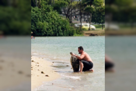Man Lifts Hawaiian Sea Turtle for Tourist Photo, Setting Off Outrage and State Probe