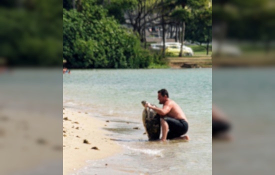 Man Lifts Hawaiian Sea Turtle for Tourist Photo, Setting Off Outrage and State Probe
