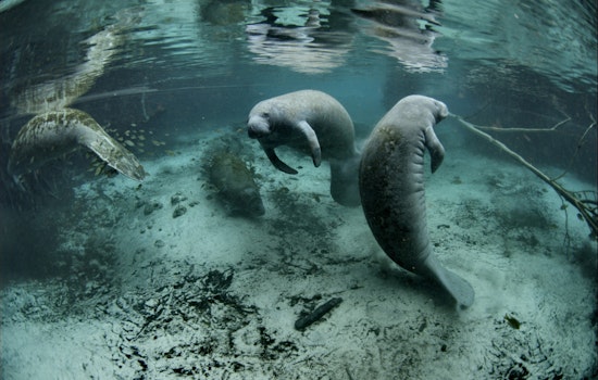 Manatee Season Prompts Speed Zone Changes in Broward County Waterways