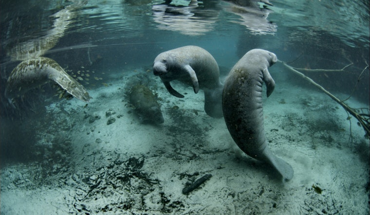 Manatee Season Prompts Speed Zone Changes in Broward County Waterways