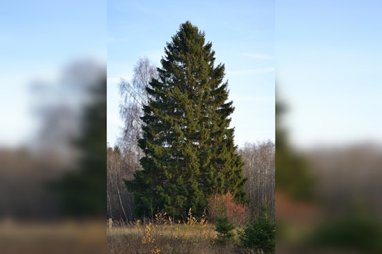 Manhattan Awaits Arrival of Majestic Rockefeller Center Christmas Tree from East Greenbush