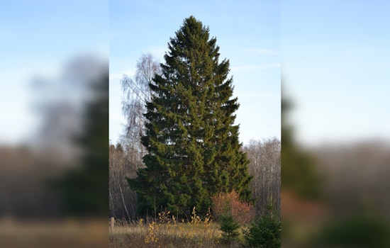 Manhattan Awaits Arrival of Majestic Rockefeller Center Christmas Tree from East Greenbush