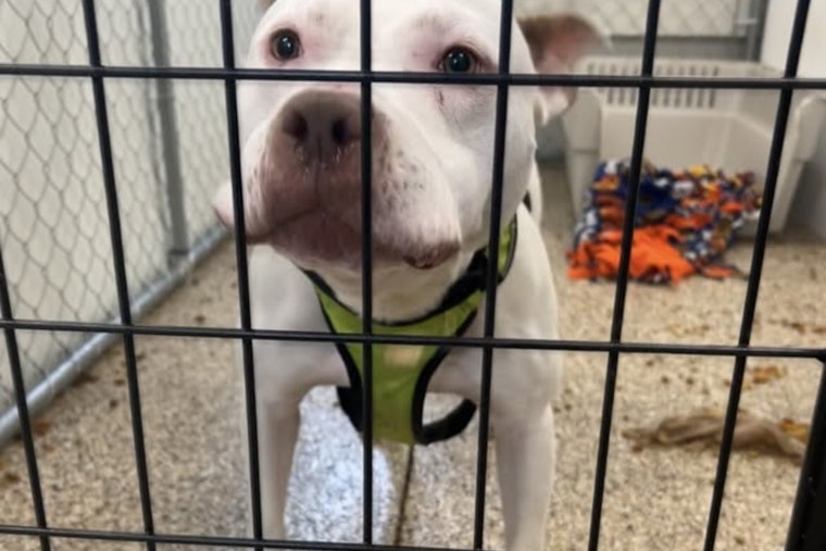 Mankato Community Aids in the Search for Lost Pit Bull's Family