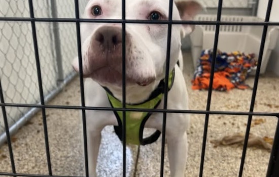 Mankato Community Aids in the Search for Lost Pit Bull's Family