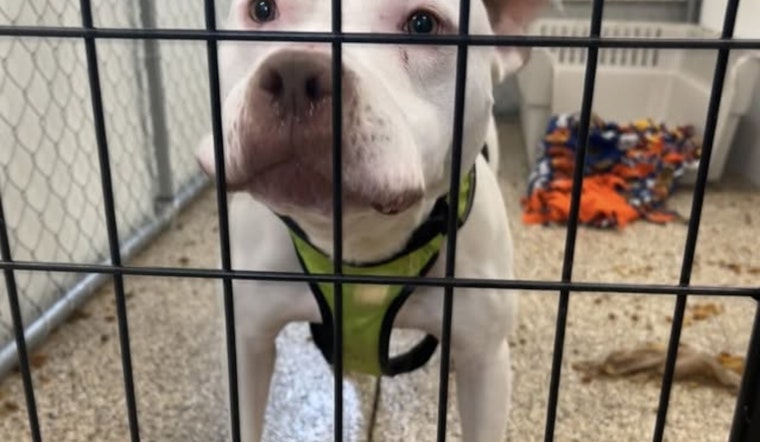 Mankato Community Aids in the Search for Lost Pit Bull's Family