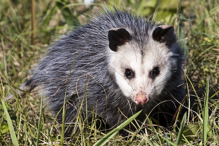Maui Car Dealership Encounter Leads to Swift Dispatch of Invasive Opossum by Officials