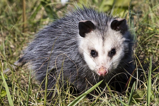 Maui Car Dealership Encounter Leads to Swift Dispatch of Invasive Opossum by Officials