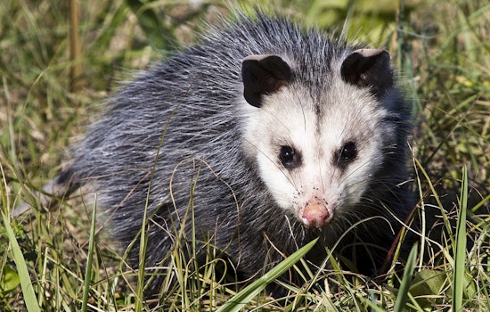 Maui Car Dealership Encounter Leads to Swift Dispatch of Invasive Opossum by Officials