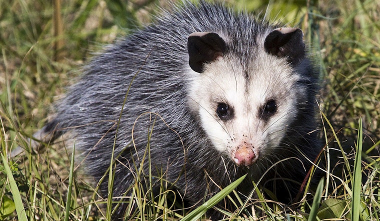 Maui Car Dealership Encounter Leads to Swift Dispatch of Invasive Opossum by Officials