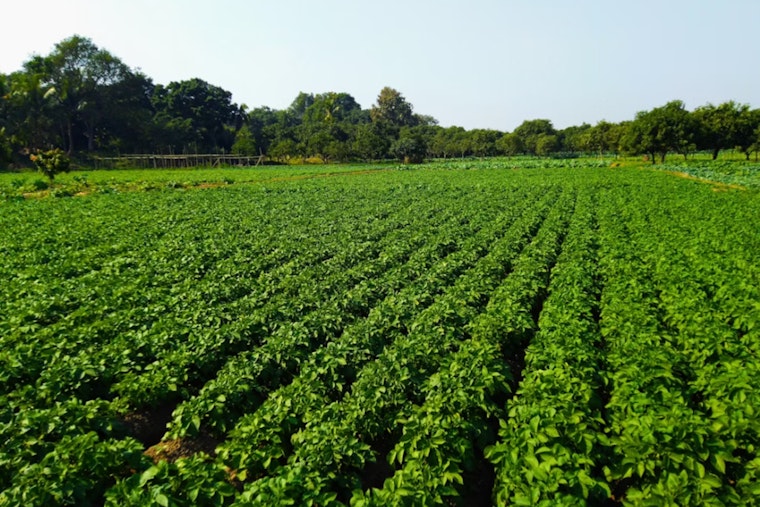 Maui Farms Rake In $103.7M While Workers Get Tiny Slice
