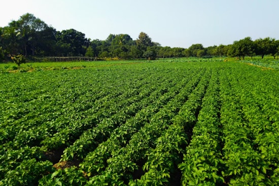 Maui Farms Rake In $103.7M While Workers Get Tiny Slice