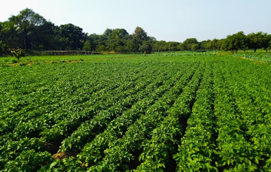Maui Farms Rake In $103.7M While Workers Get Tiny Slice