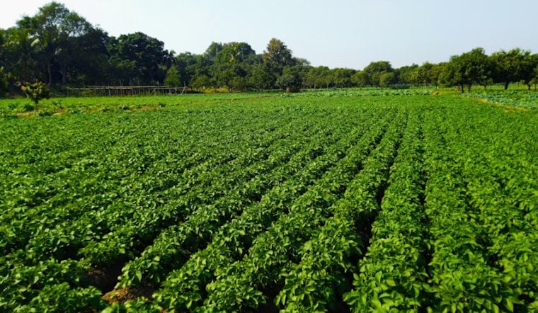 Maui Farms Rake In $103.7M While Workers Get Tiny Slice