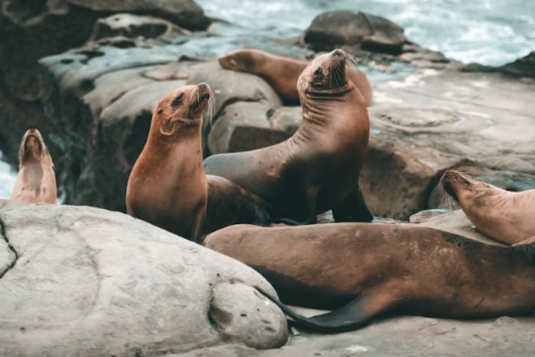 Maui Launches Seal Response Squad, New Hotline And Beach Monitors To Protect Pups