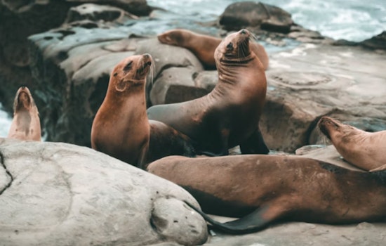 Maui Launches Seal Response Squad, New Hotline And Beach Monitors To Protect Pups