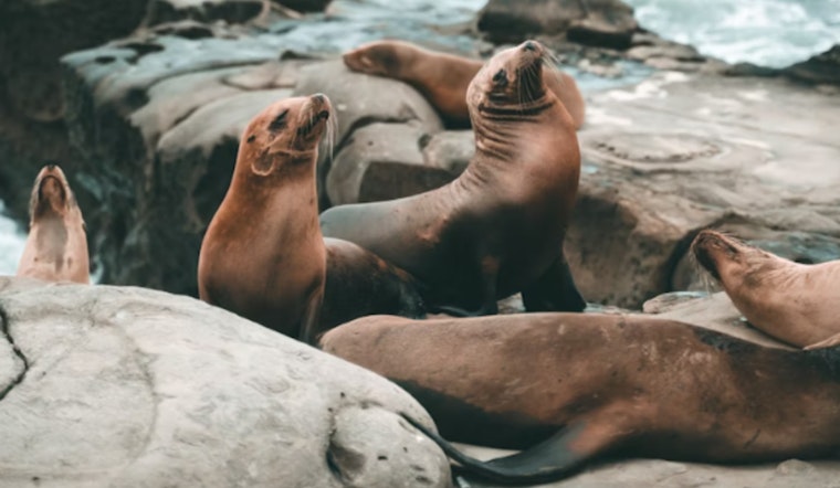 Maui Launches Seal Response Squad, New Hotline And Beach Monitors To Protect Pups