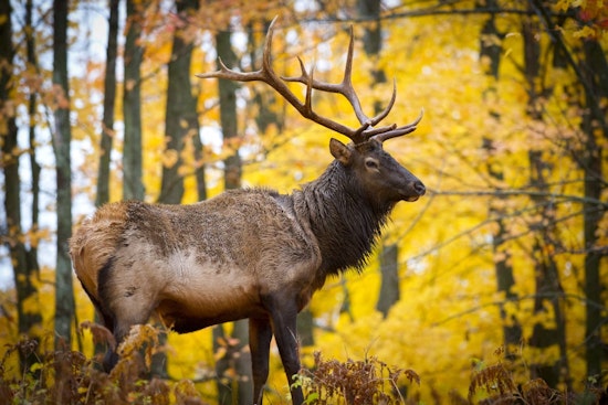 Michigan DNR Proposes Doubling Elk Hunting Season to 45 Days Amid Stakeholder Review