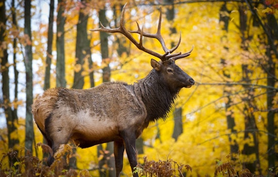 Michigan DNR Proposes Doubling Elk Hunting Season to 45 Days Amid Stakeholder Review