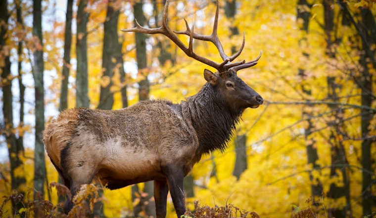 Michigan DNR Proposes Doubling Elk Hunting Season to 45 Days Amid Stakeholder Review
