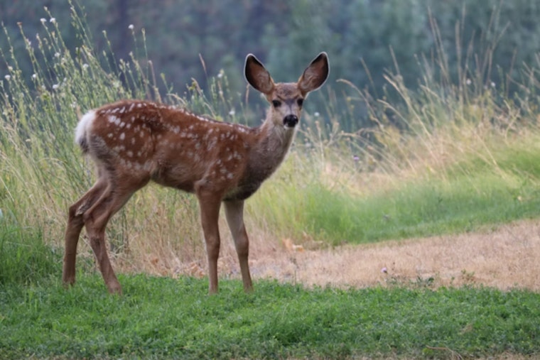 Michigan Hunters Gear Up for Firearm Deer Season Amid Post-Storm Challenges and Conservation Efforts
