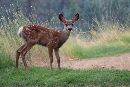 Michigan Hunters Gear Up for Firearm Deer Season Amid Post-Storm Challenges and Conservation Efforts