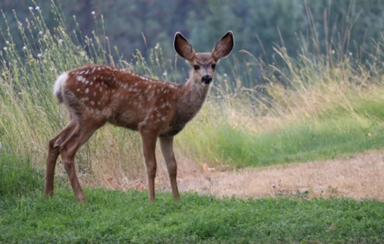 Michigan Hunters Gear Up for Firearm Deer Season Amid Post-Storm Challenges and Conservation Efforts
